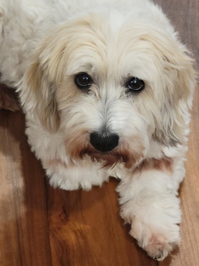 Lulu