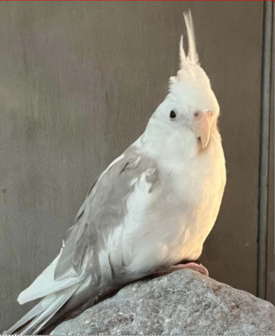 Percy