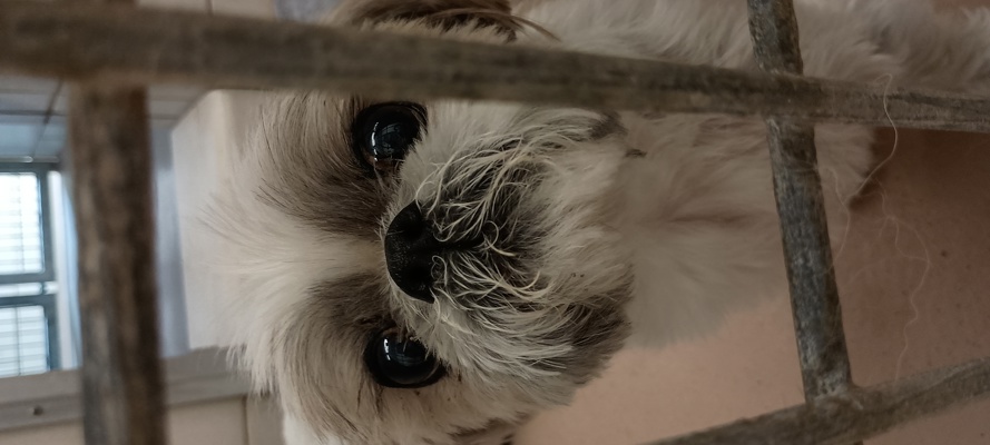 Little guy
