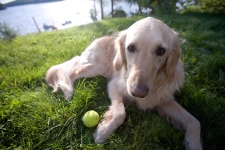 Dog at Lake