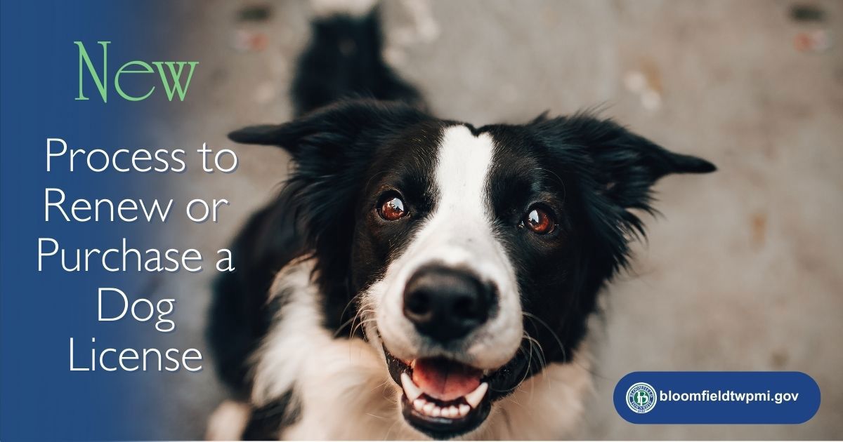 The face of a black and white dog looking bright-eyed and attentive with message New Process to Renew or Purchase a Dog License and Township website & logo