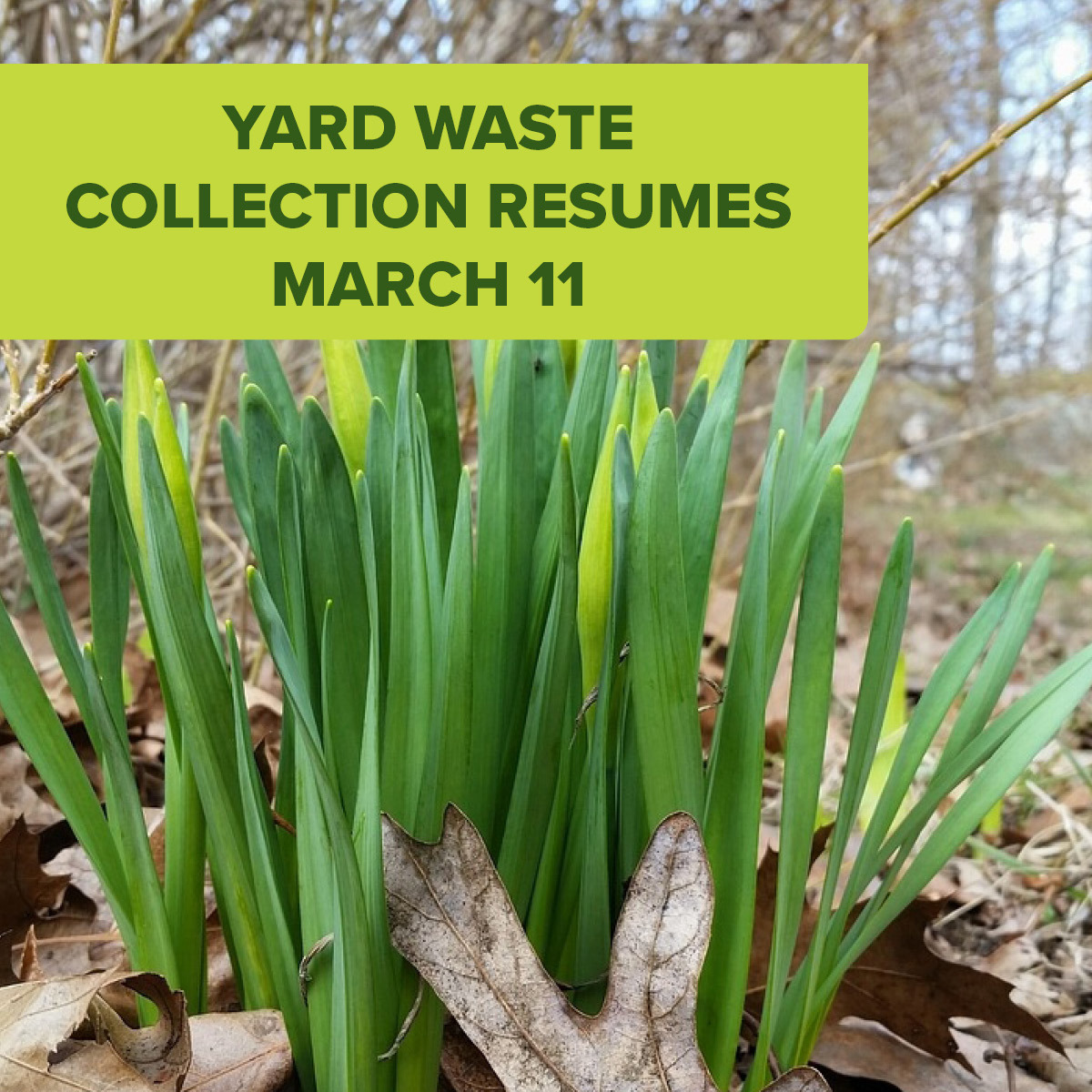 Featured image of Seasonal Yard Waste