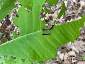 caterpillar on leaf